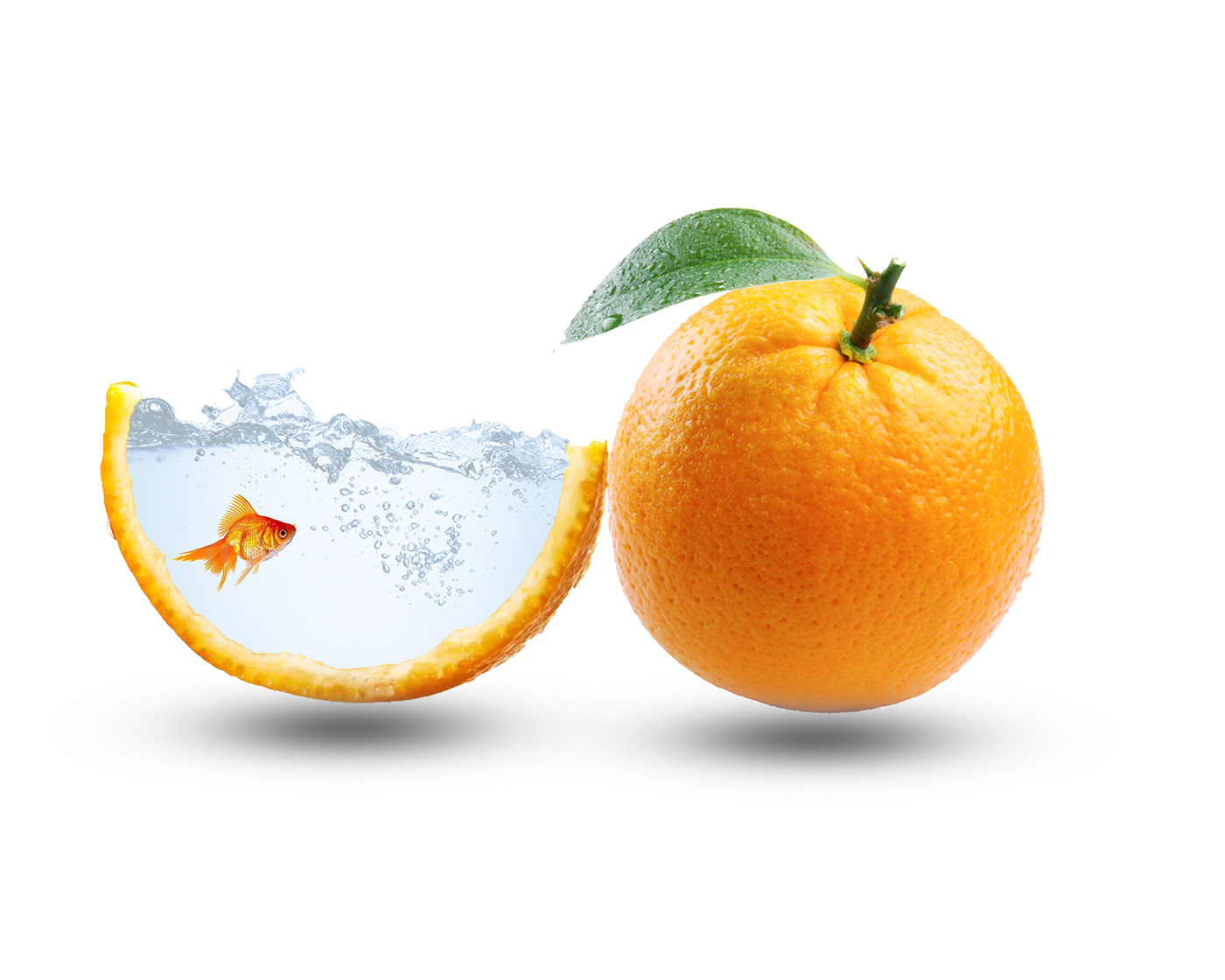 orange Food  Vector Illustration adobe illustrator modify action