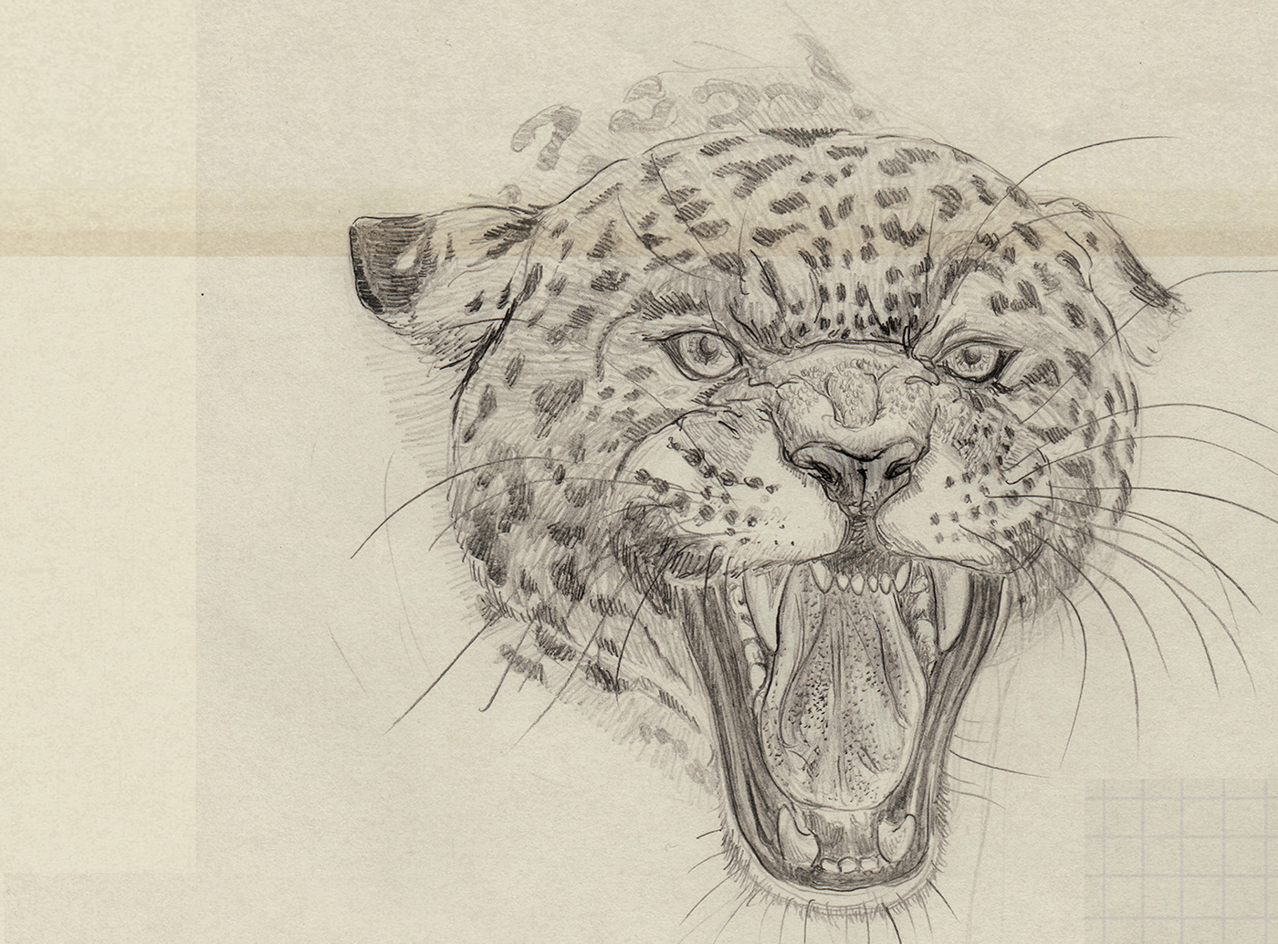 Pencil drawing gravür live trace animals wild animals jaguar cougar crocodile ant fish bald eagle anatomy