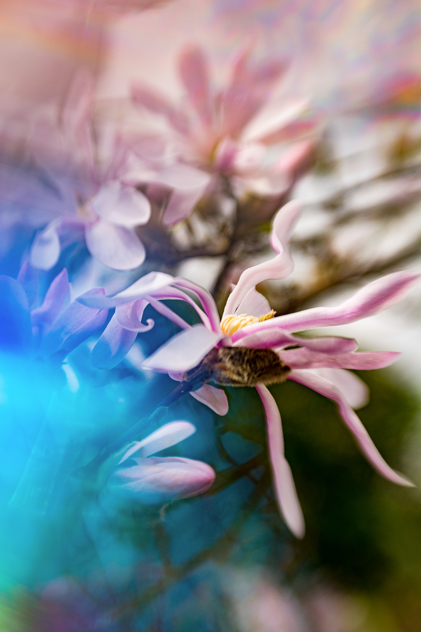 Magnolia phot in soft focus and with movement blur
