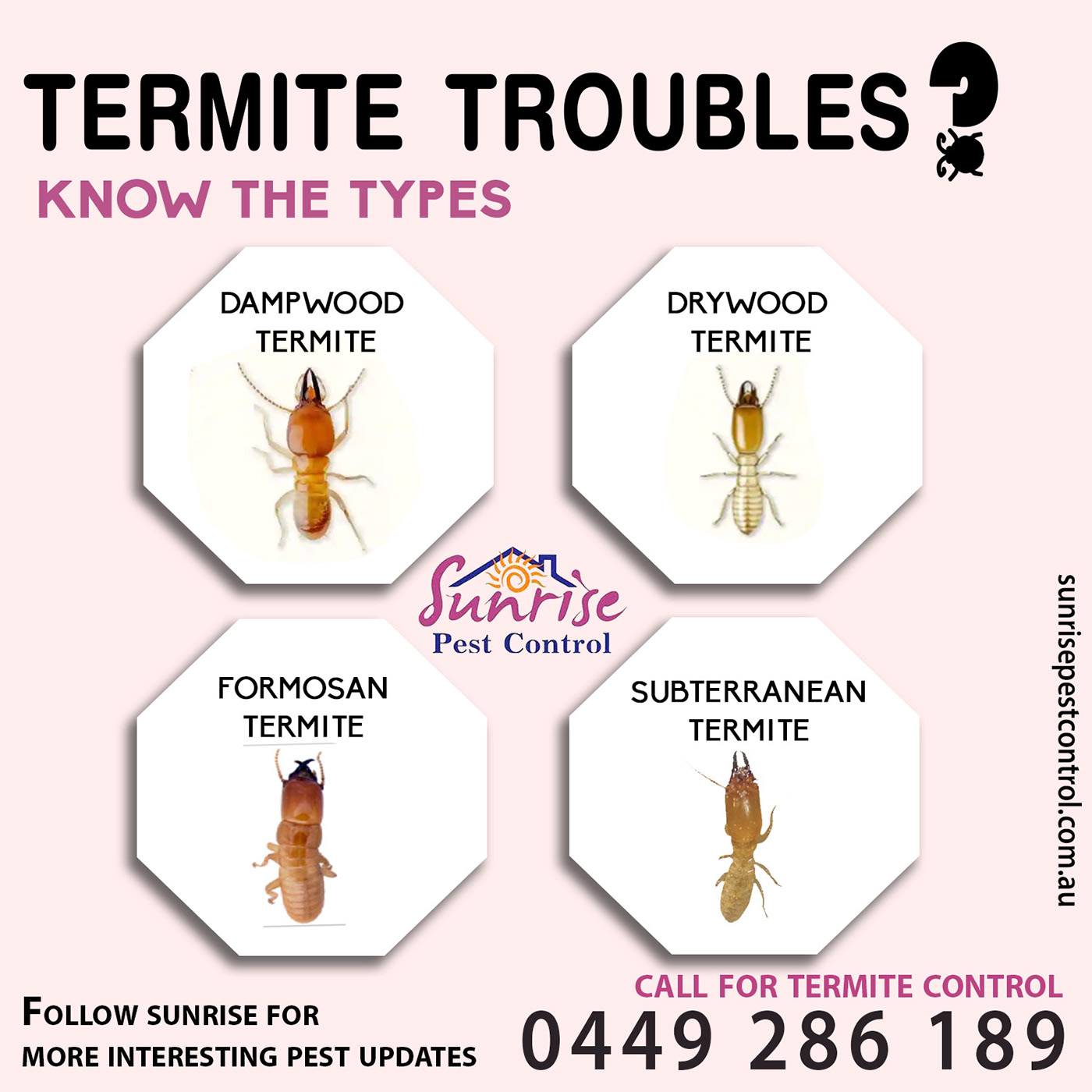 Termite Control Termite Pest Control pest control services Pest Termite Control Services Termite Treatment