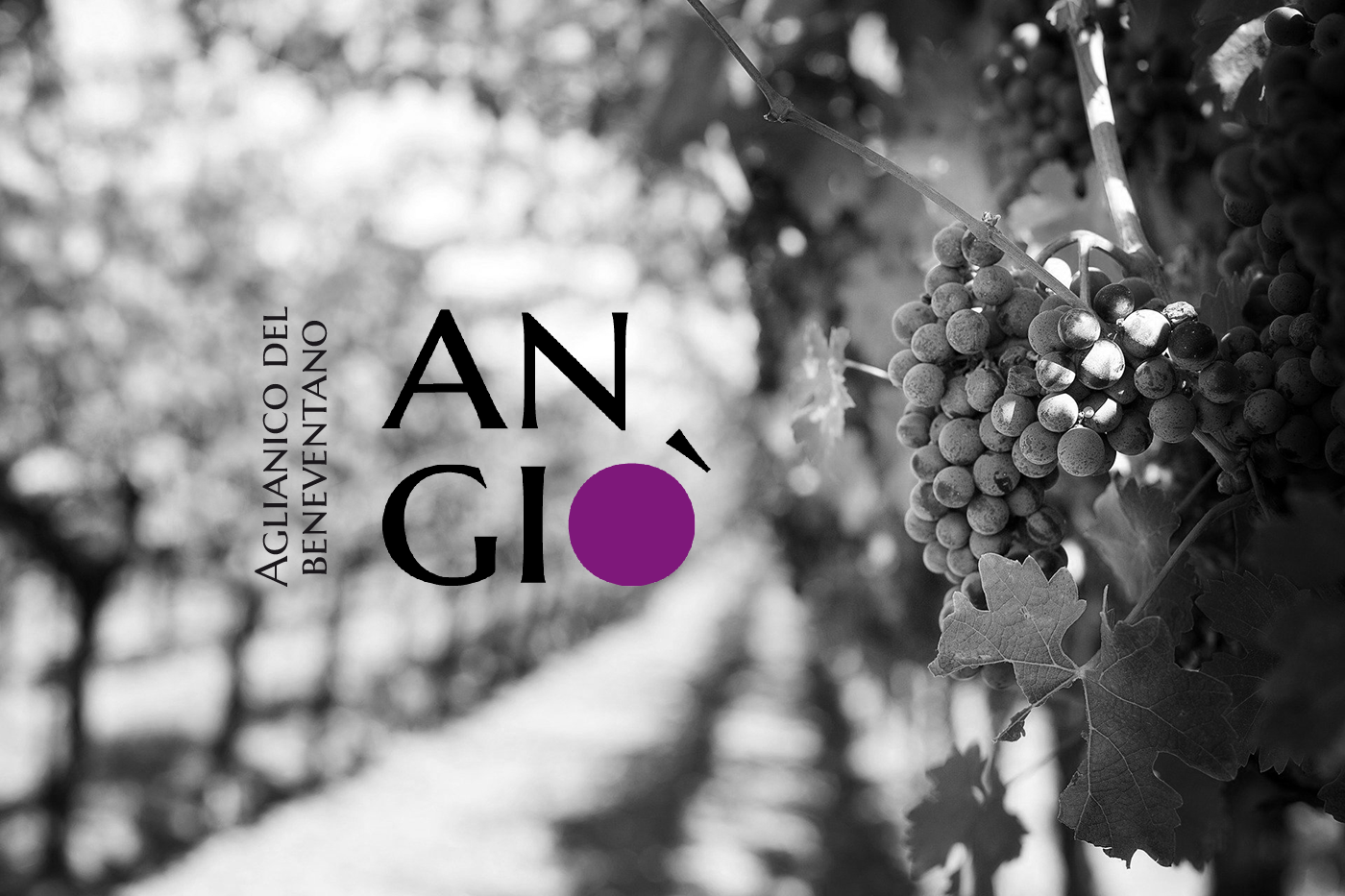 aglianico Benevento etichetta vino falanghina Label label wine logo rosato vino wine