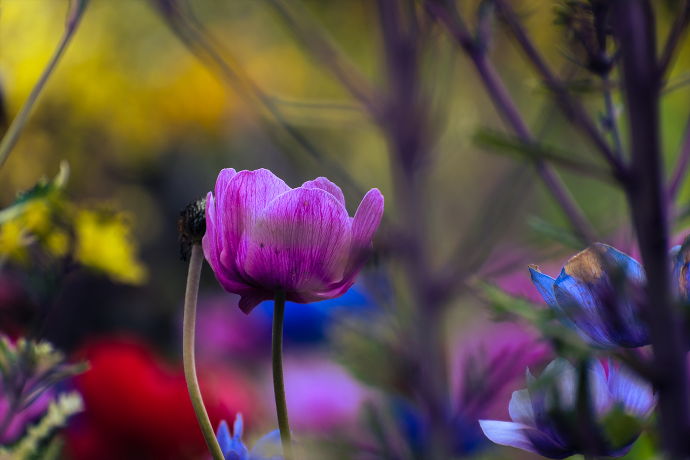 anemone bloom colorful contrast Flowers garden gardening gradation plants spring