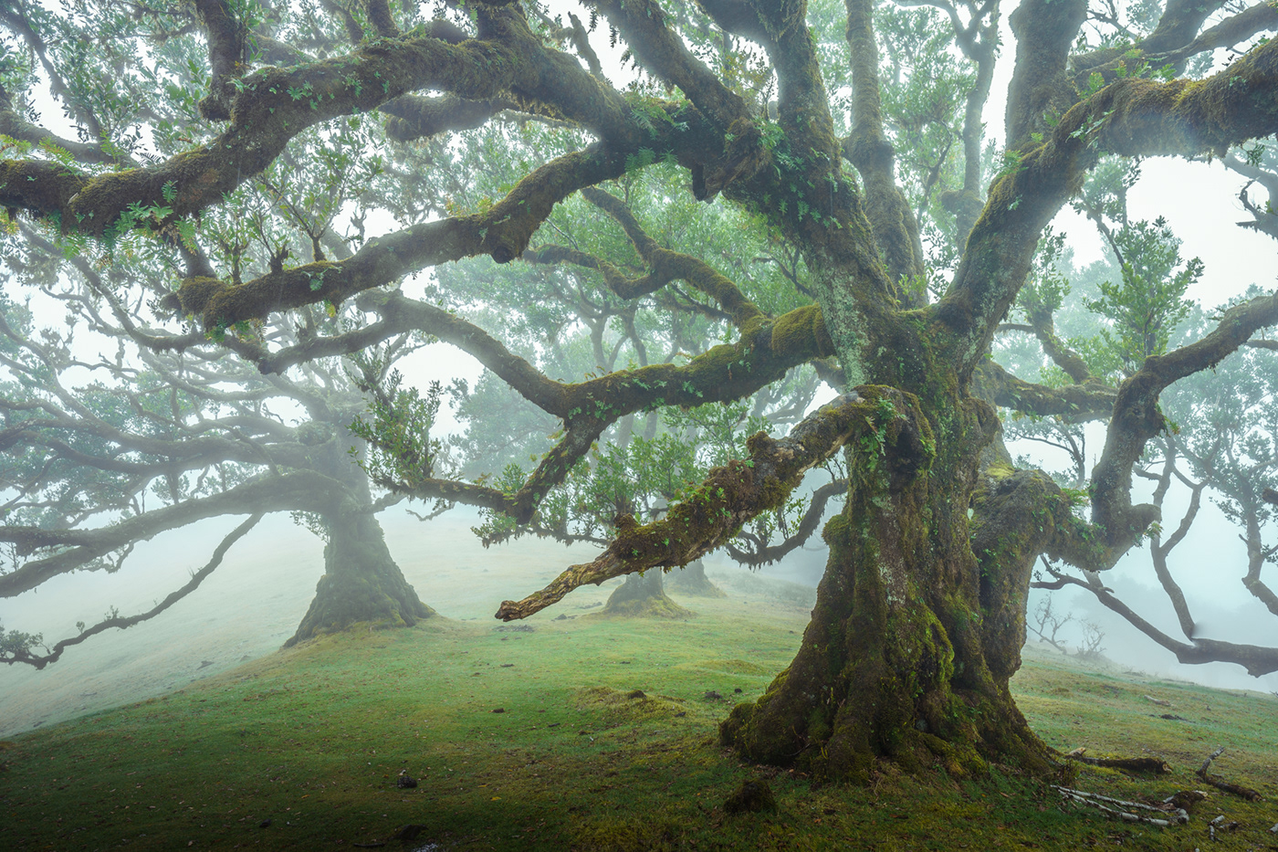 dream fairytale fanal fog forest Madeira mysterious Portugal trees