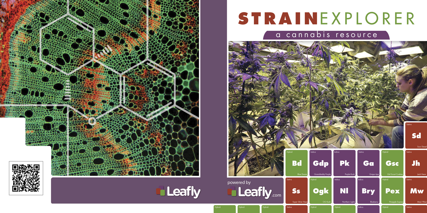 leafly marijuana info graphic weed pot Herb smoking