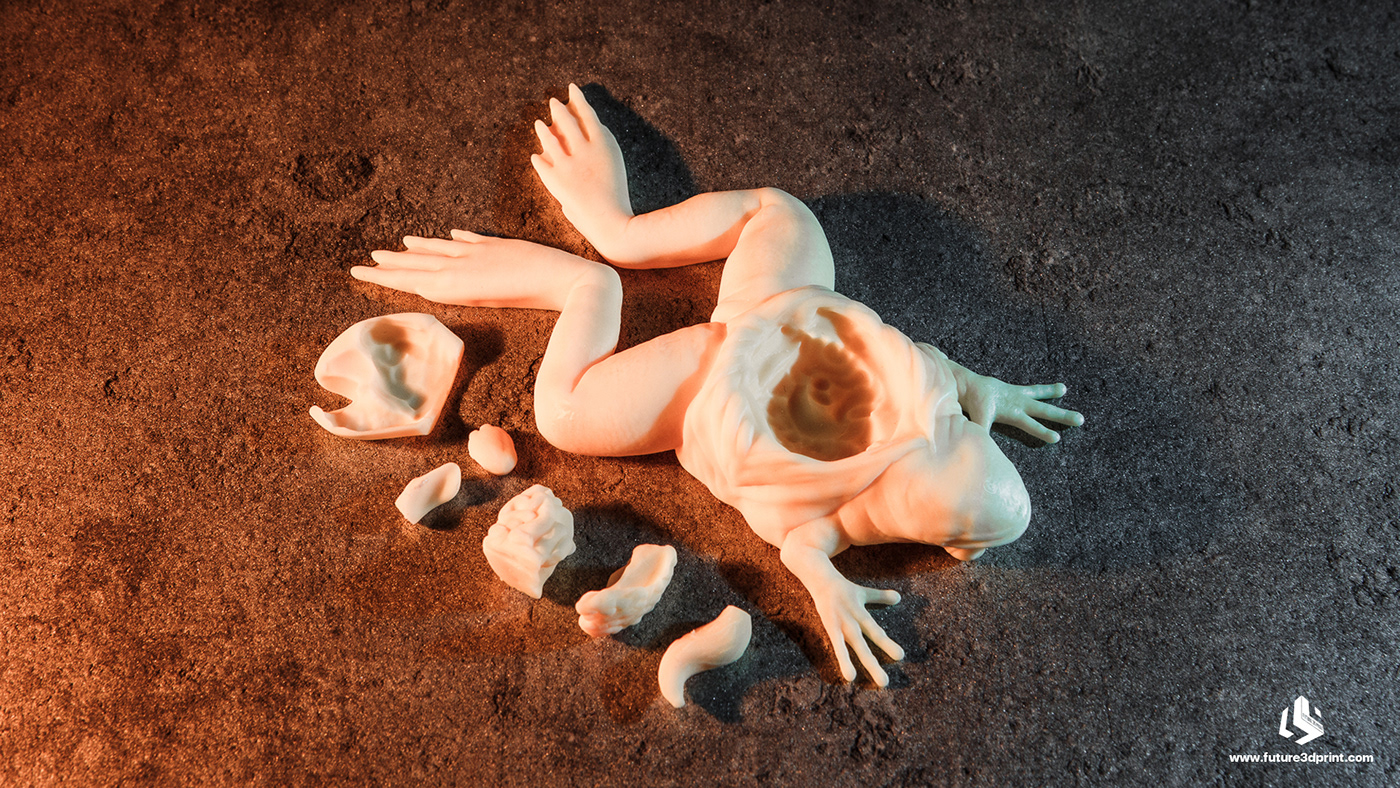 3D 3dprint 3dprinting anatomy frog model