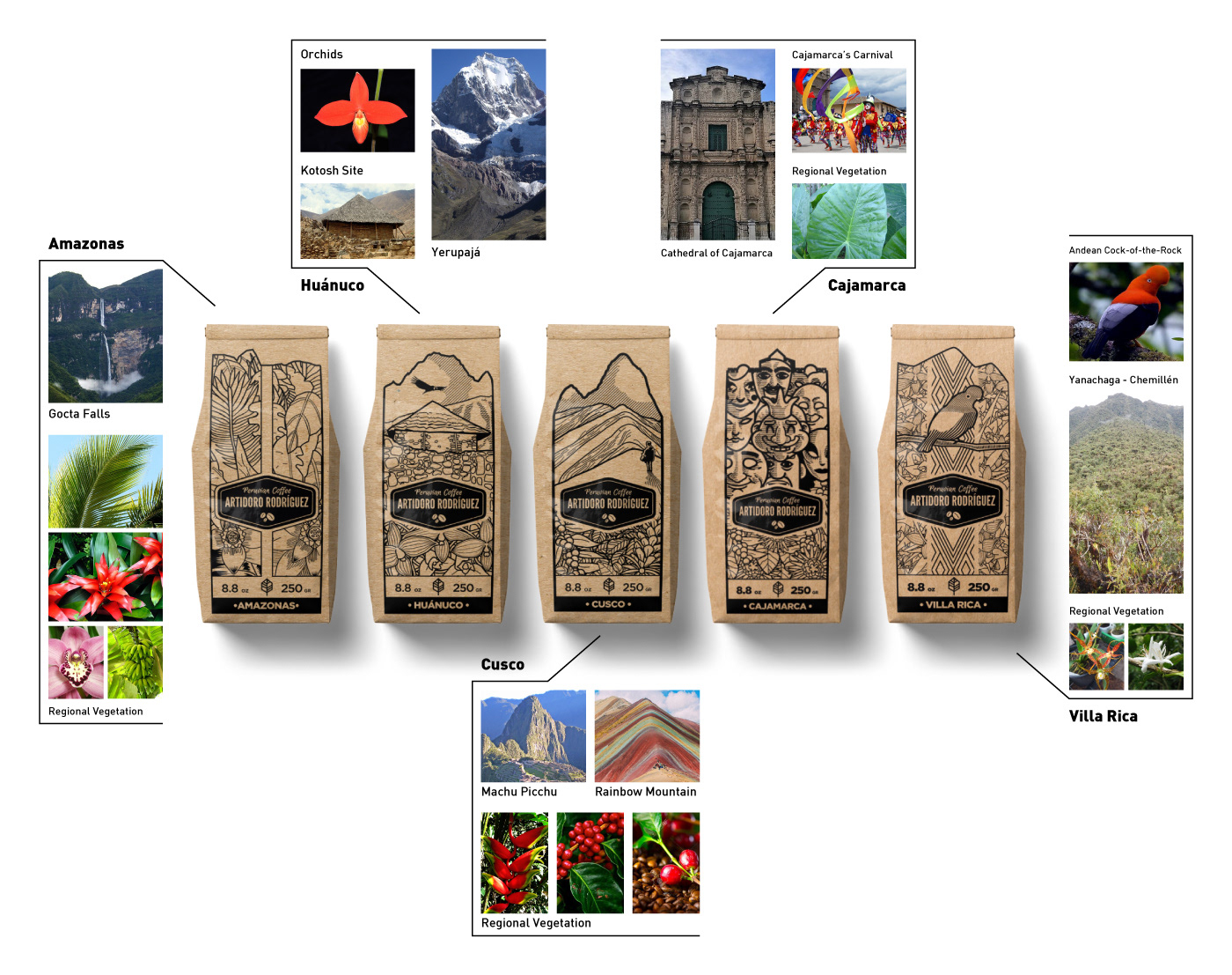 amazonia branding  Coffee cusco inca organic coffee Packaging packaging design peru system