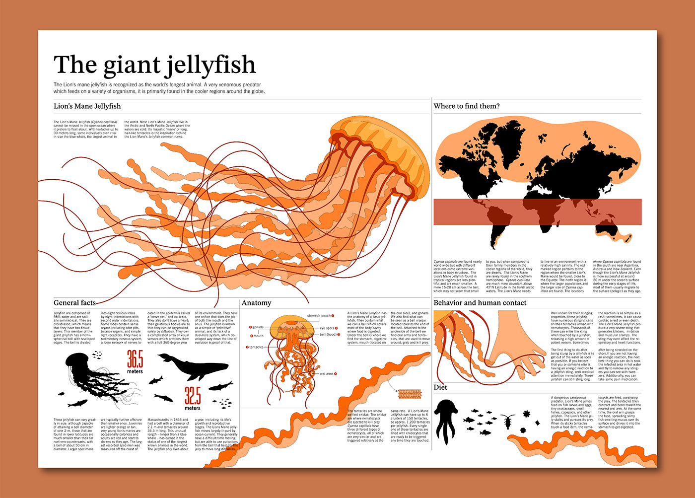 jellyfish infographic information design data visualization dataviz visualization