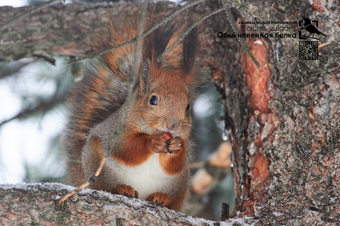 Red Squirrel wildlife mammals volgograd Russia Sciurus vulgaris