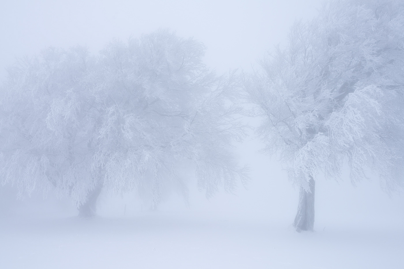 Landscape Nature Photography  snow winter Treescape Grove Beech Tree  hoarfrost whiteout