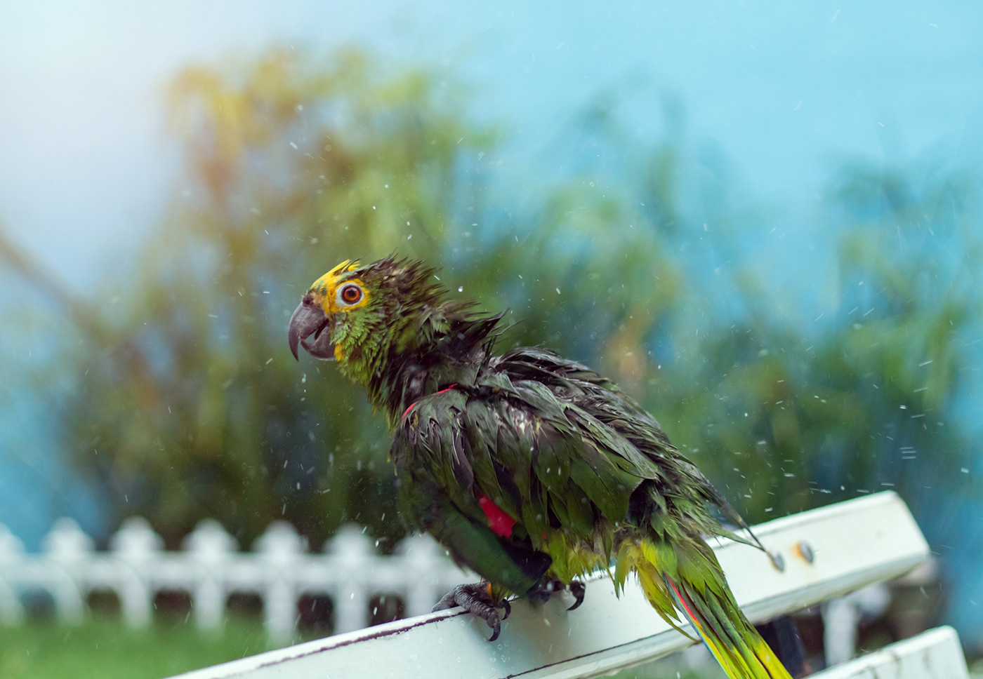 chuva papagaio pássaro natureza photo Fotografia felicidade