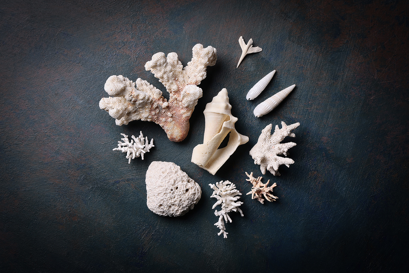 Collection composition corals Nature reef sea shells still life still life photography underwater