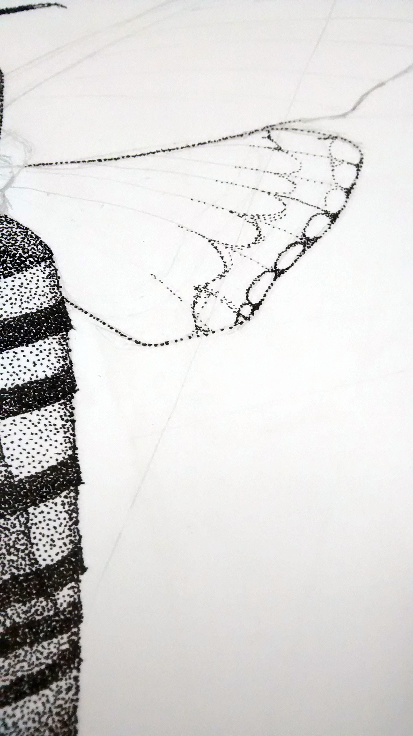 moth dotwork ILLUSTRATION  pen ink insect