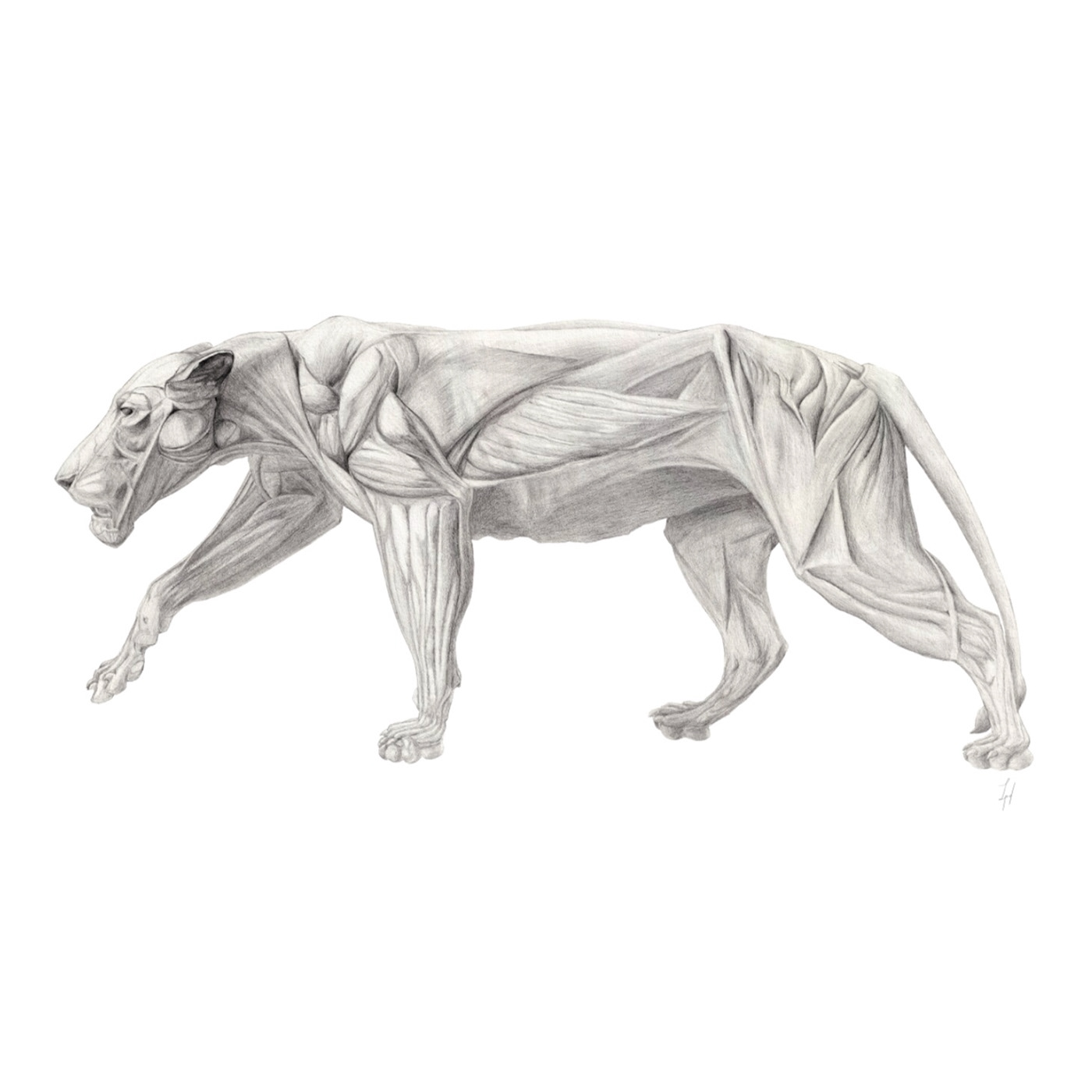anatomical illustration animal illustration graphite lion scientific illustration