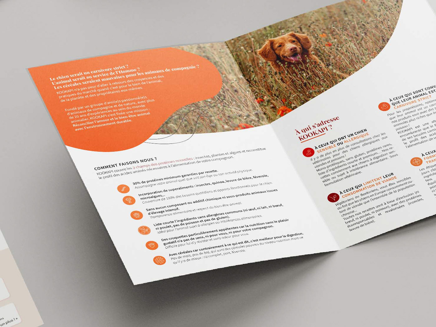 brochure croquettes dog dog food Ecology Food  leaflet