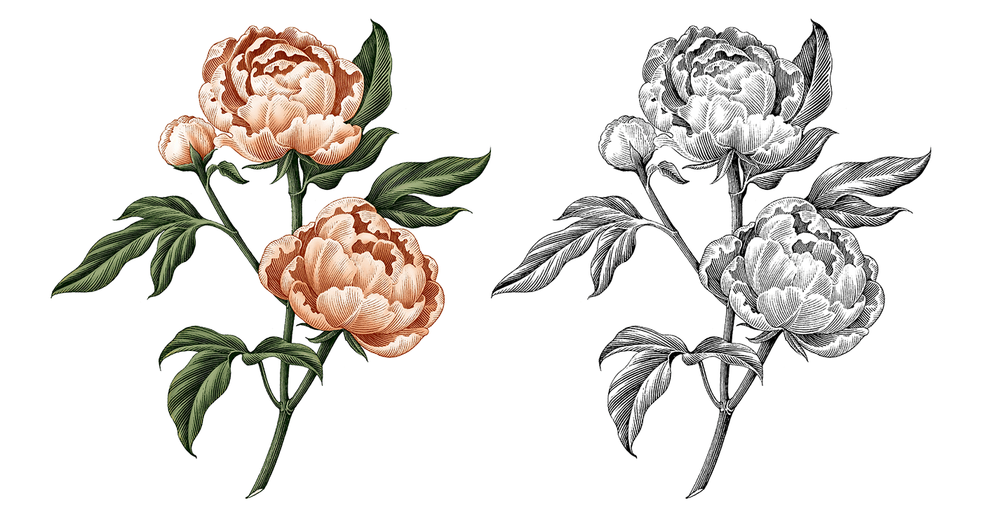 art botanical illustration Drawing  engraving ILLUSTRATION  painting   perfume plants print vintage