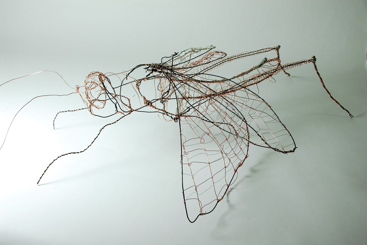 bug insect locust wire line sculpture wings
