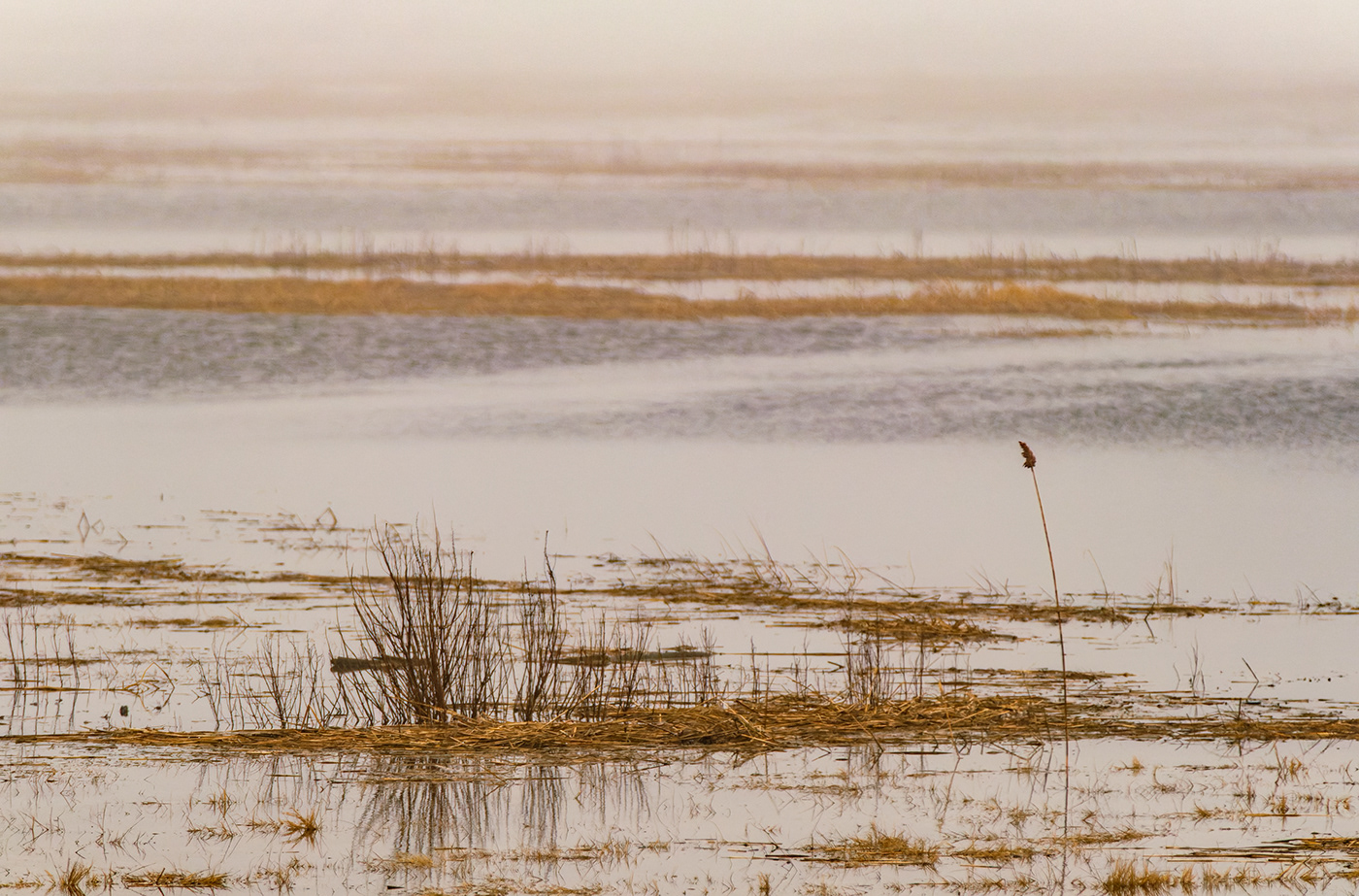 birds Massachusetts Nature New England Photography  Plum Island salt marsh