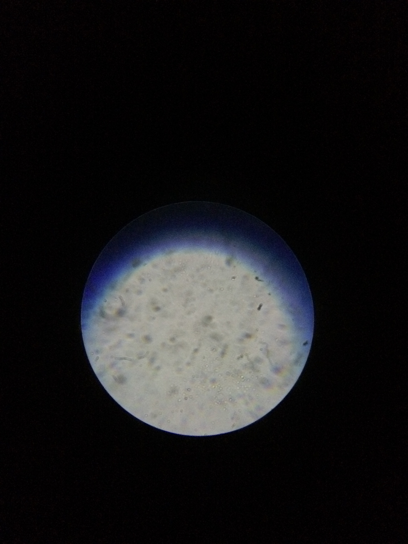 mixed fineliner black white minerva onder mijn bed marleen annema animal insect Proces microscope