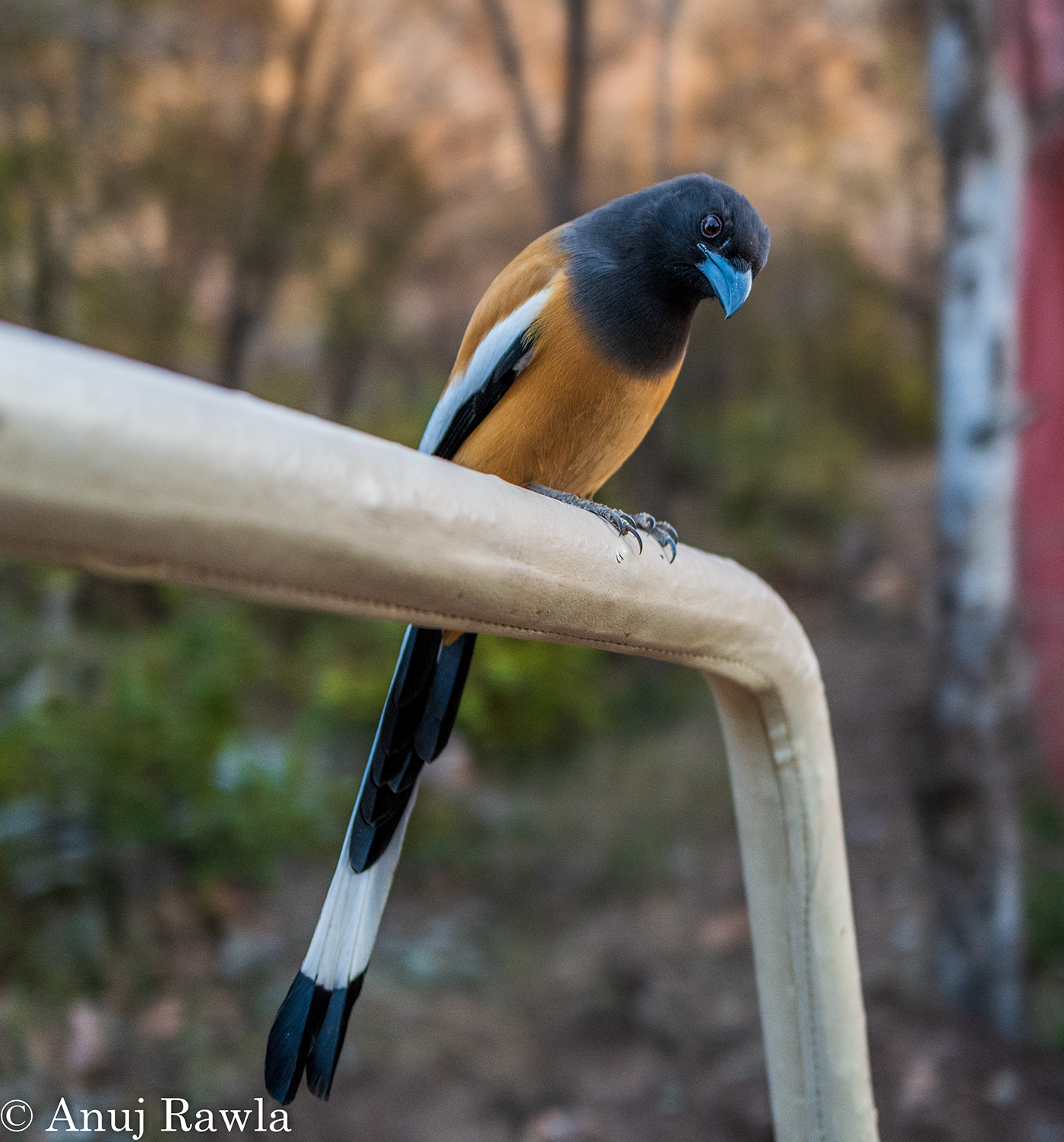 birds India jungle Landscape Leica National Park Nikon Photography  safari wildlife