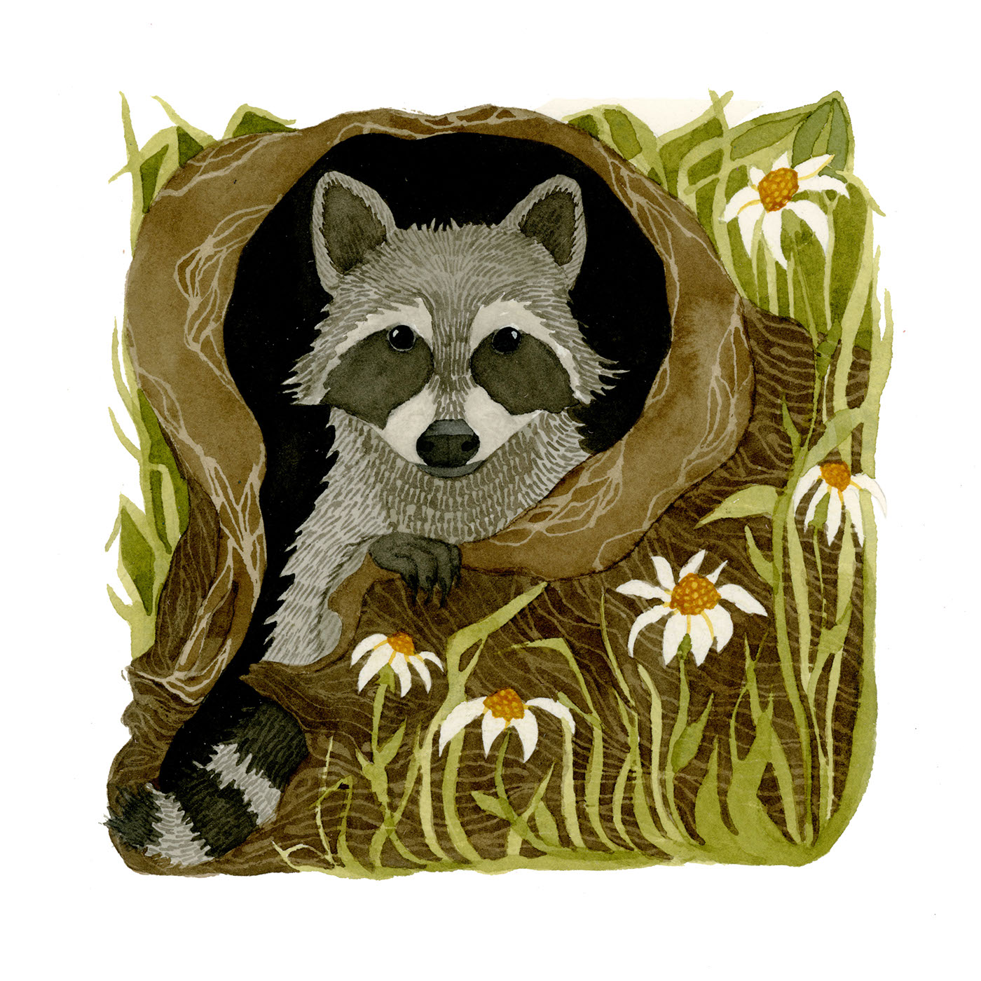 raccoon watercolor Nature mammal Woodland Creature stump