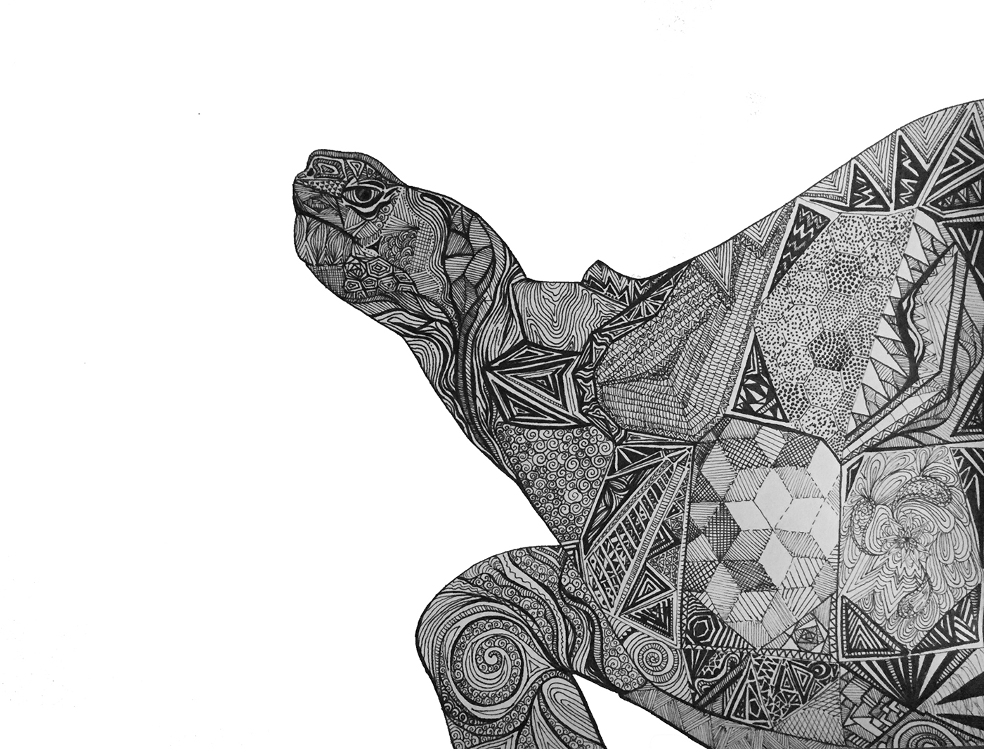 pen and ink Galapagos endangered species stanford California black and white Line drawings tortoise bird animals