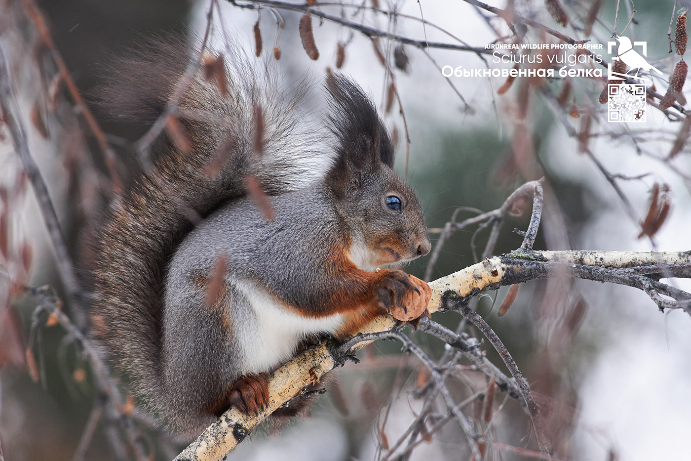 Sciurus vulgaris mammals volgograd Russia wildlife squirrel Red Squirrel