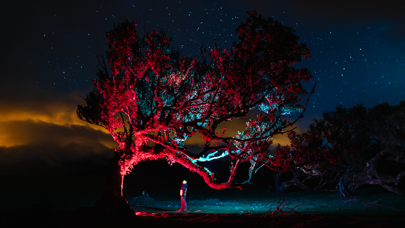 fine art forest lightpainting Madeira moodboard neon lights night photography photo series rgb light trees