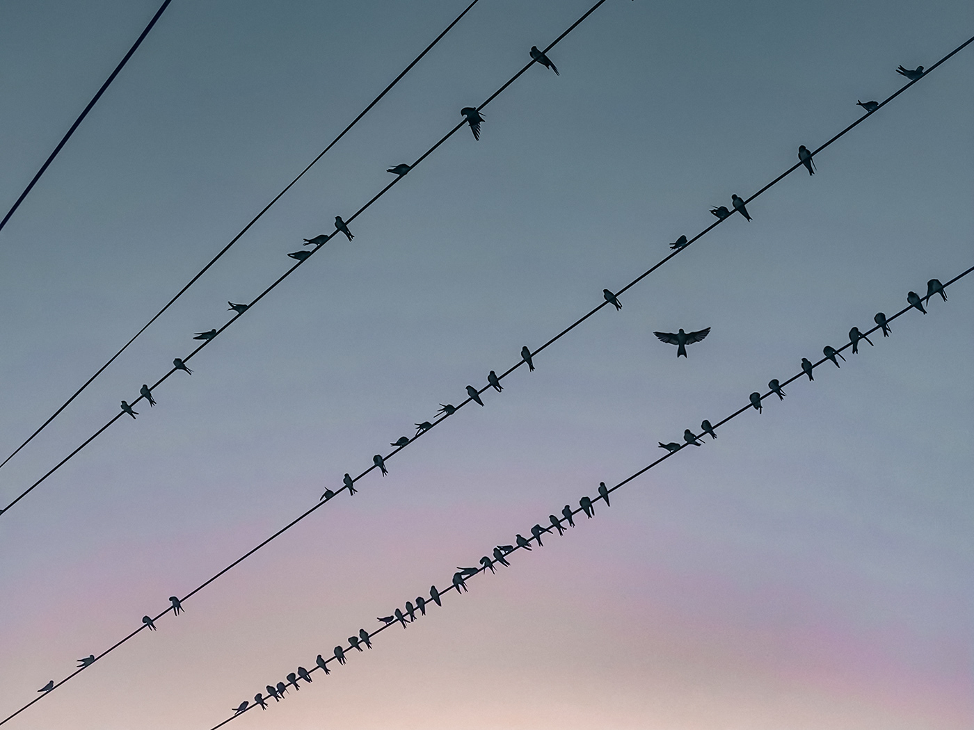 birds blue colors electric wire flock pink purple SKY summer swallows wire
