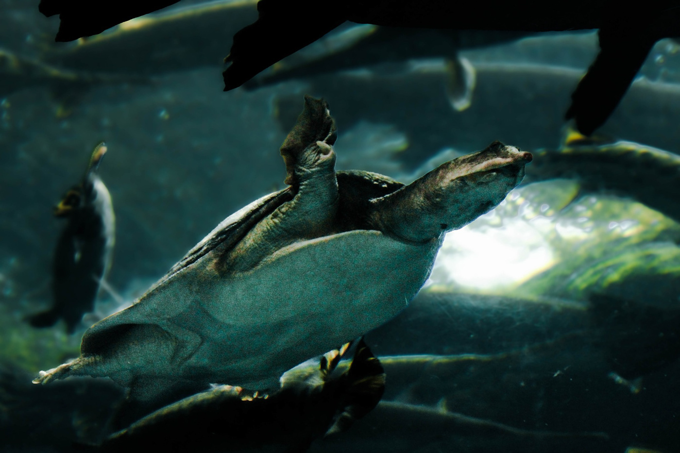 Turtle Nature nature photography Photography  Edited grunge Ocean sea UNDERWATER PHOTOGRAPHY softshell turtle