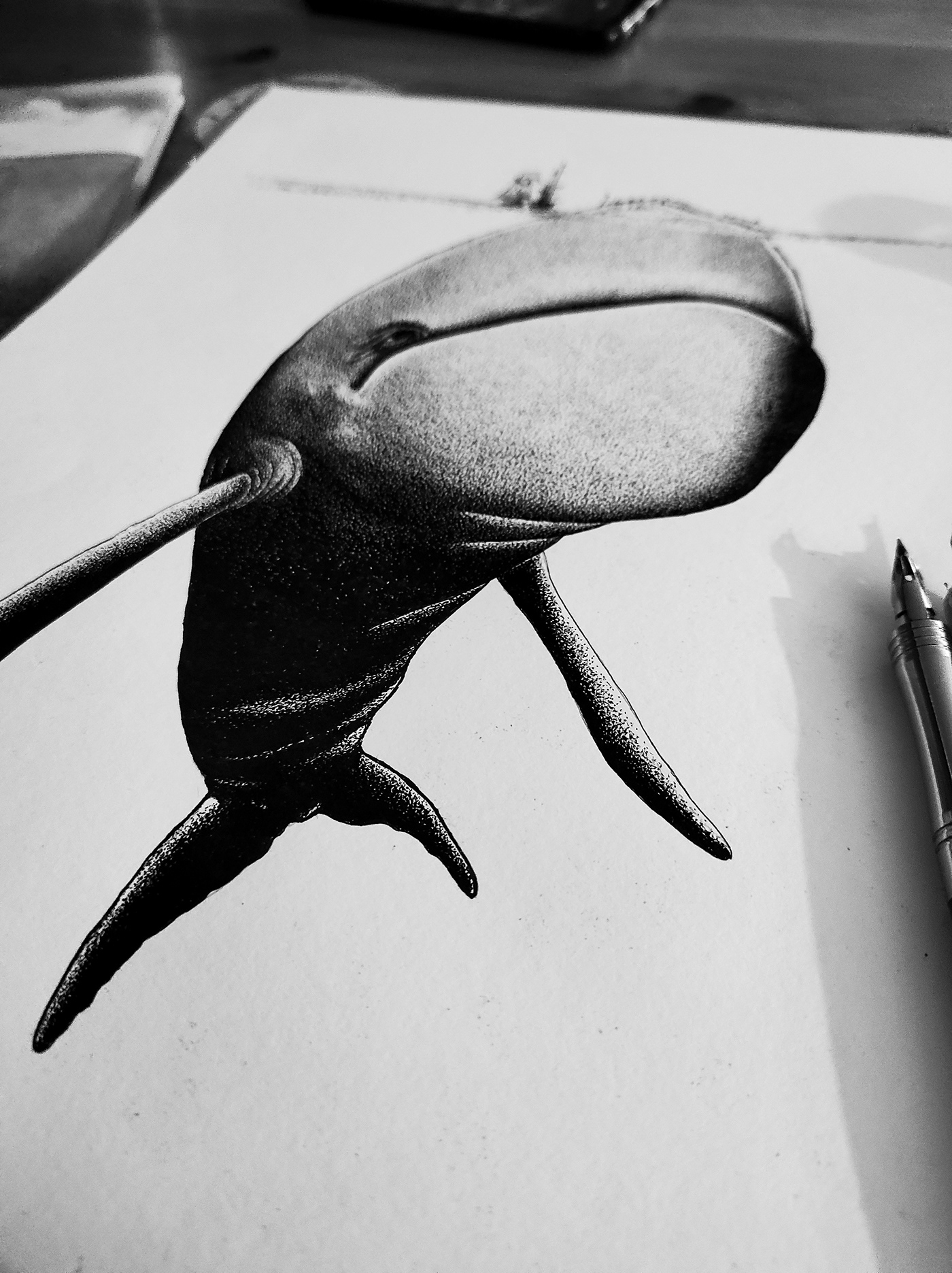 book engraving ILLUSTRATION  inspiration rebecca dautremer tresor Whale graphic Label