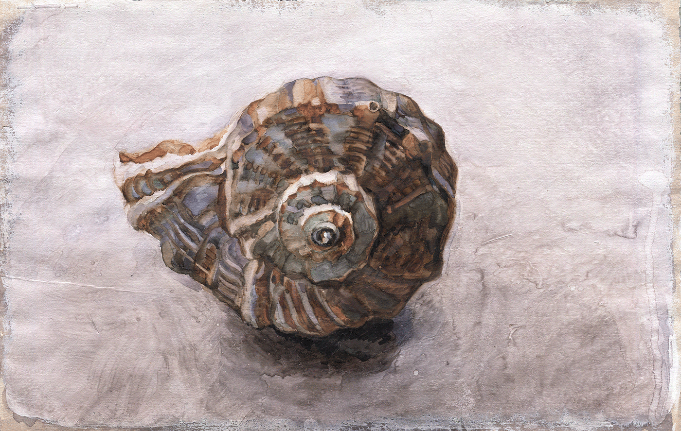 artwork paint painting   seashell shell traditional TRADITIONAL ART watercolor watercolors watercolour