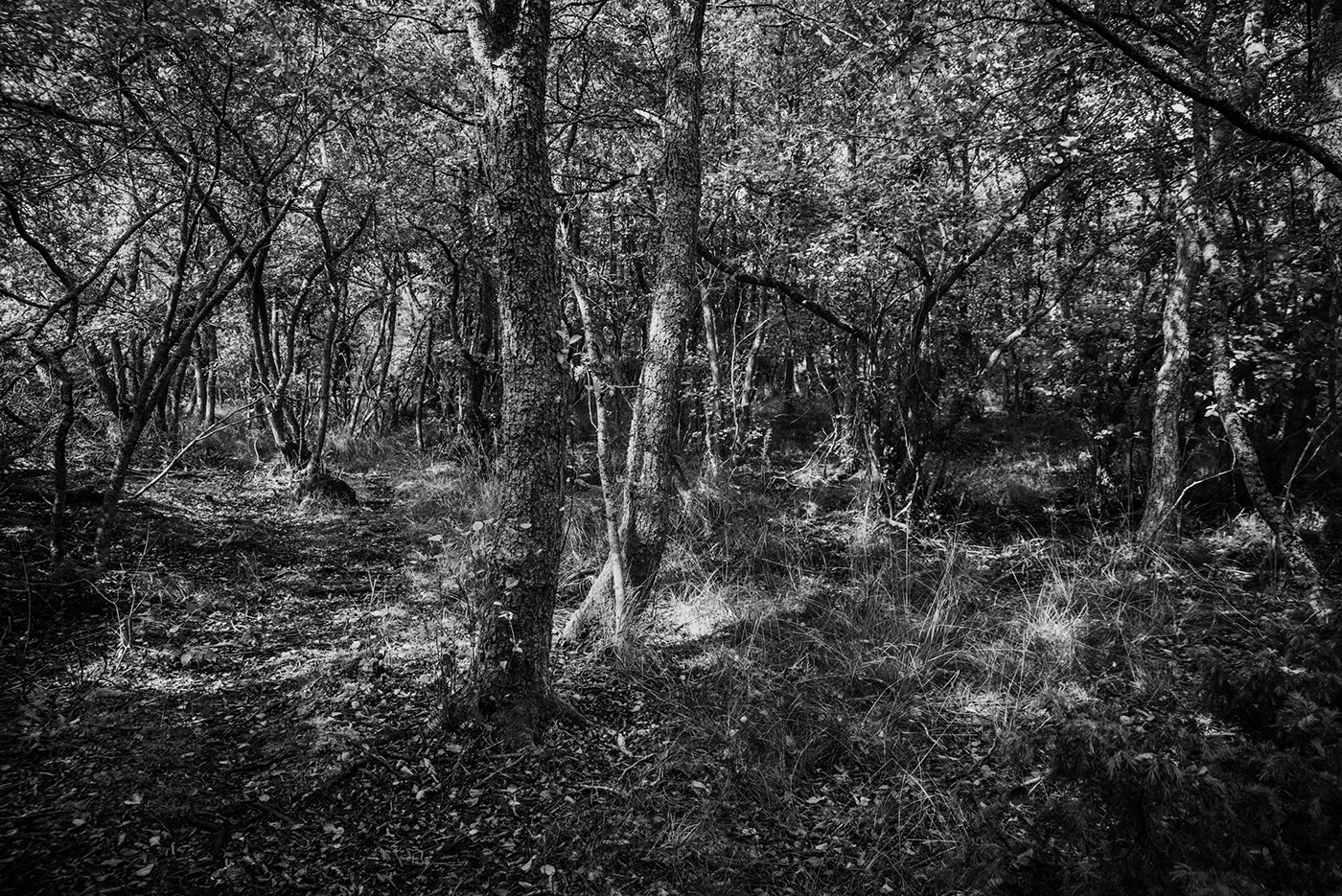 Aland Alder black and white BW photography finland forest Kokar Landscape Presetr Tree 