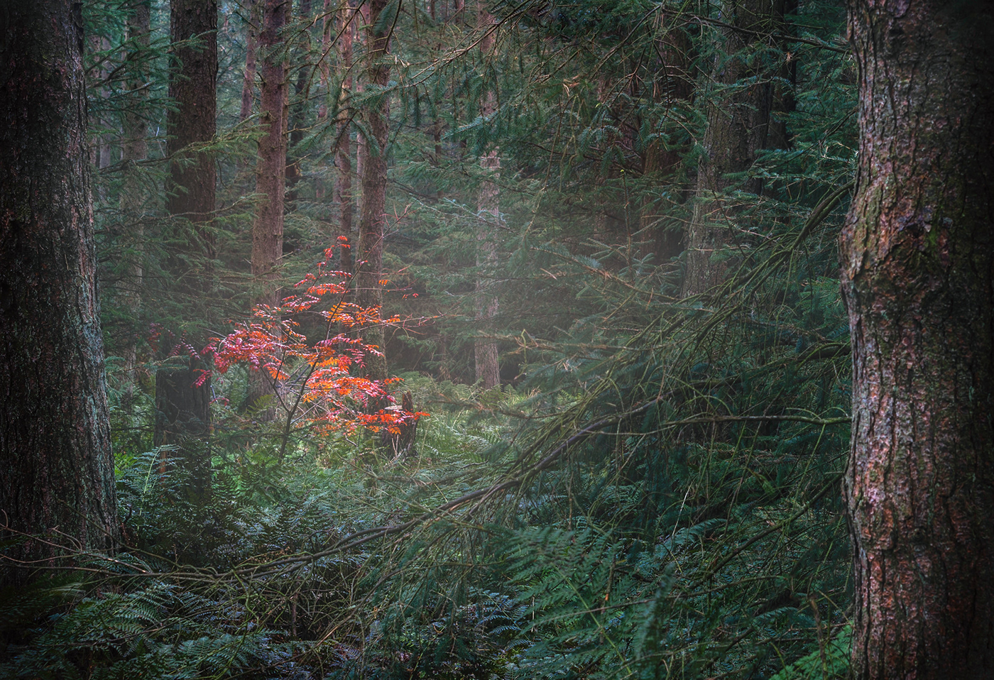 autumn Landscape landscape photography Photography  woodland woodland photography
