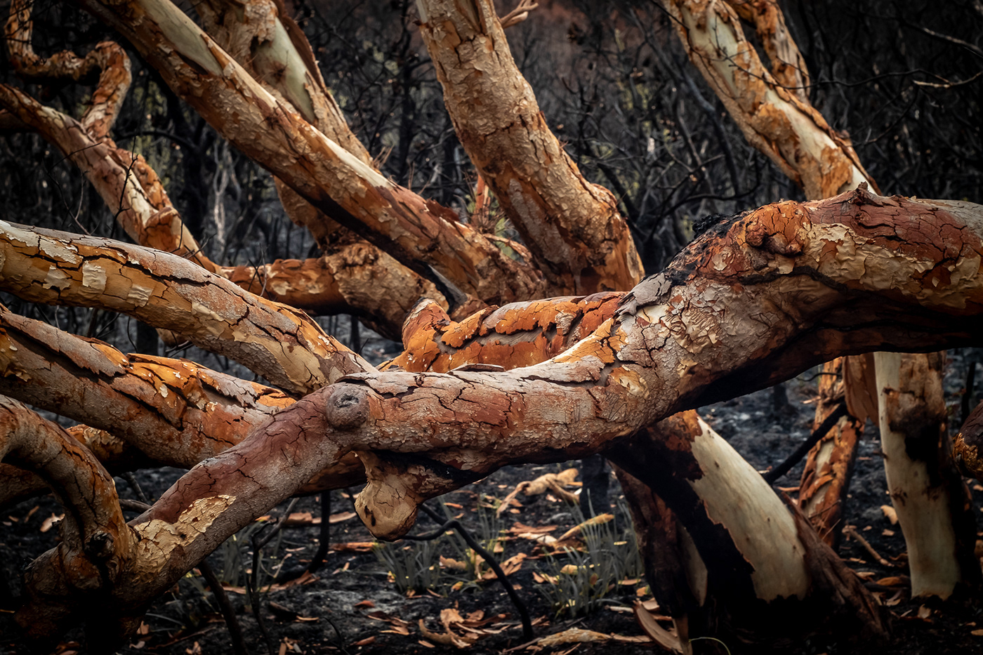 bushfire Australia burnt Photography 