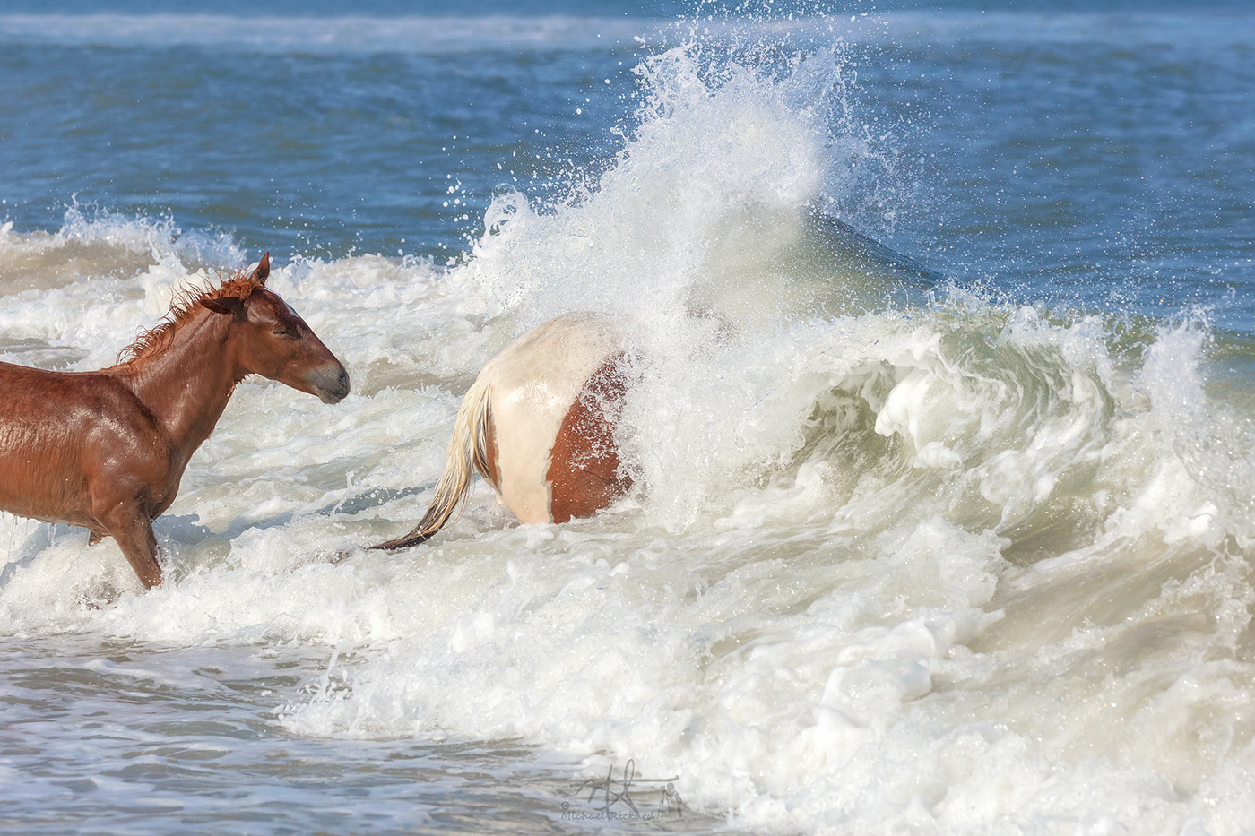 Assateague assateague island beach horses maryland national seashore Ocean seashore summer wild horses