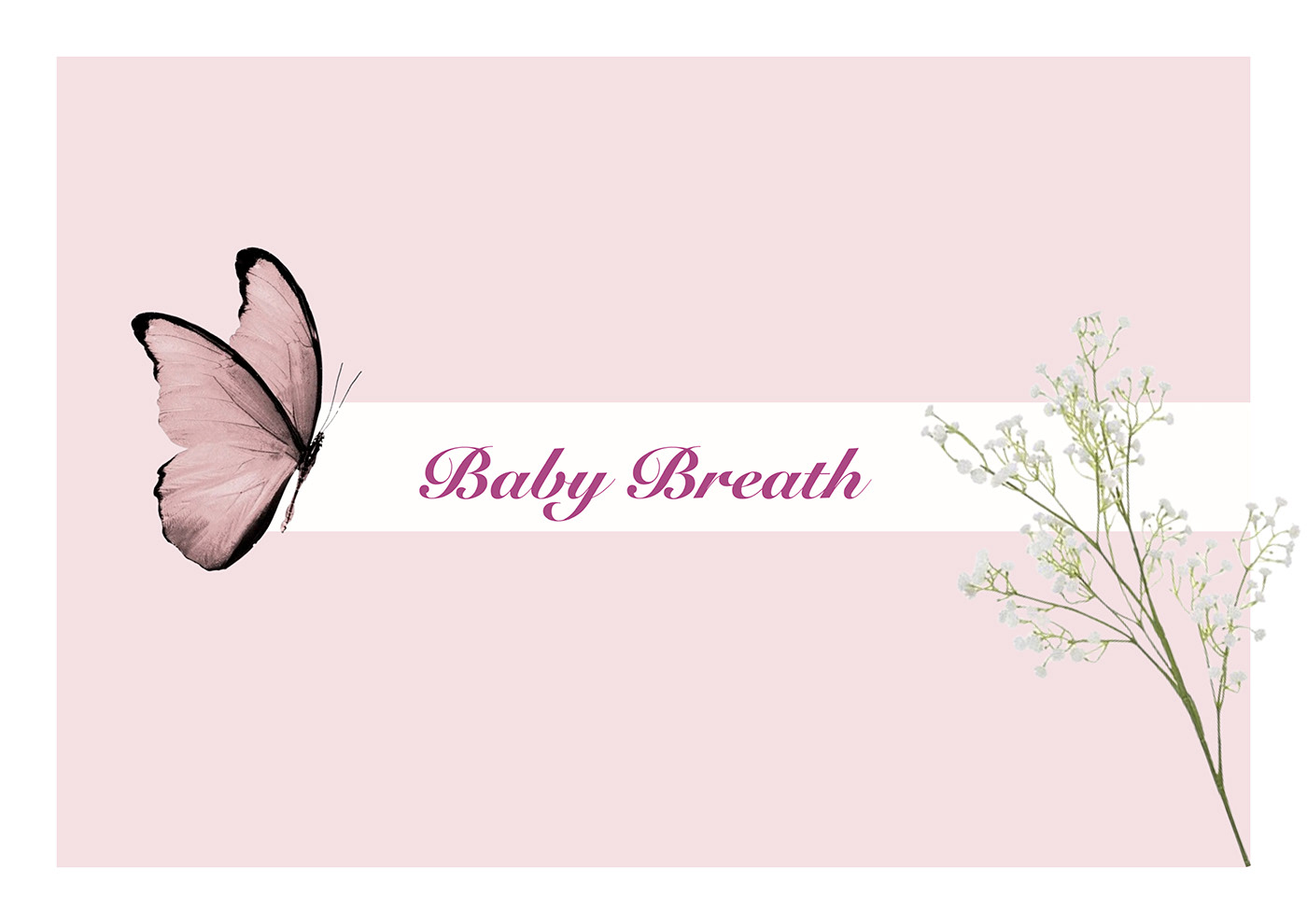 babybreath lavender aesthetic ILLUSTRATION  Procreate digital illustration handillustration design