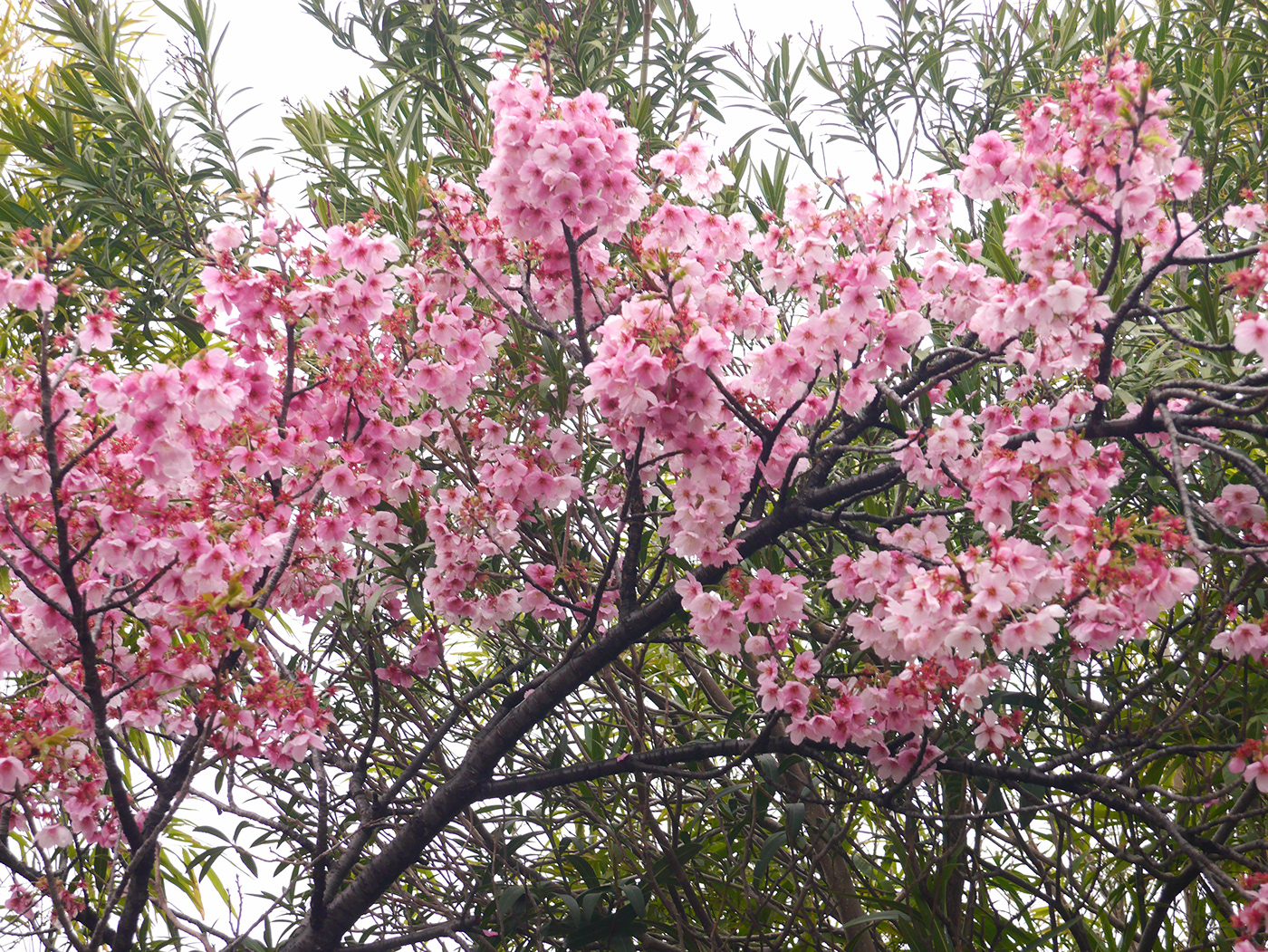cherry blossom flower spring