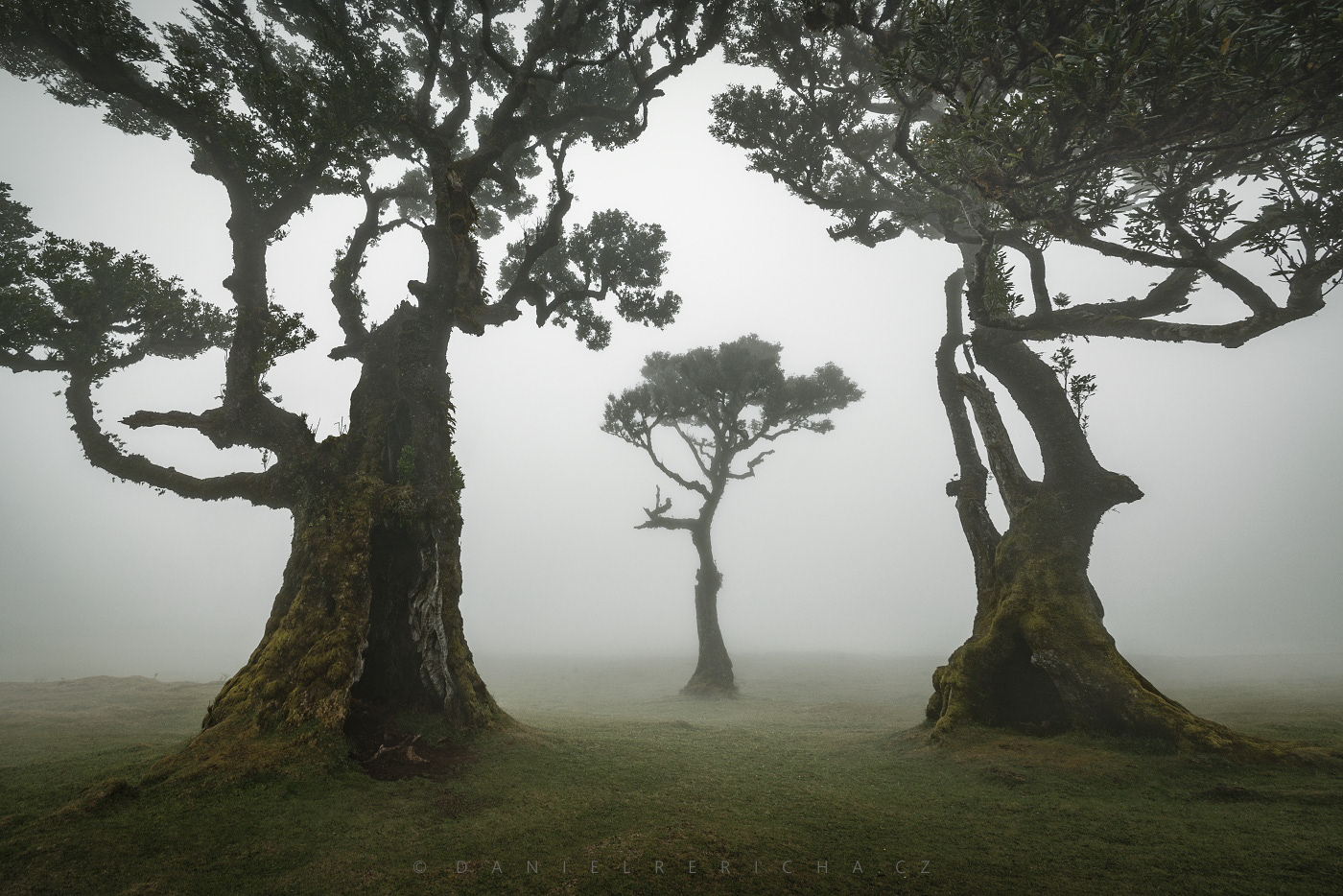 The magical misty forest of Fanal on the island of Madeira - three