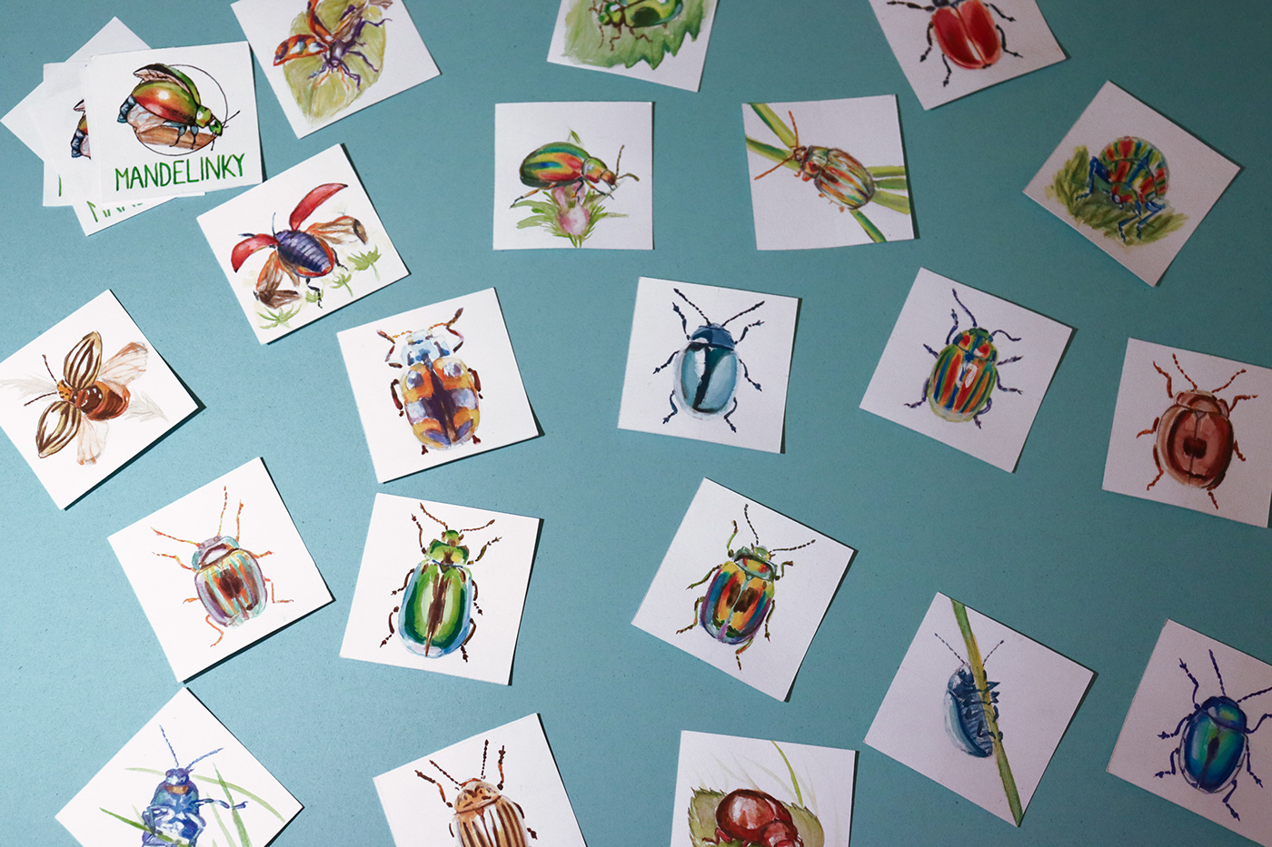 Beatles biology box cards Drawing  game ILLUSTRATION  matching game pexeso product