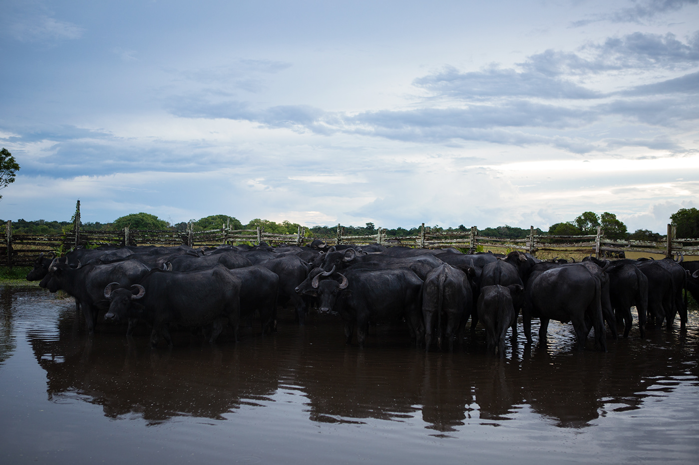 buffalos Cattle ranch river Island marajo Brazil Documentary  reportage storytelling  