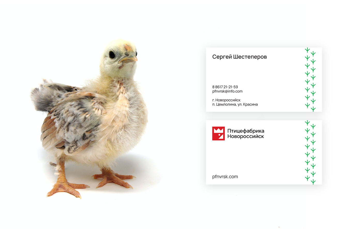brand identity chicken eggs graphic design  logo Logo Design Poultry farm