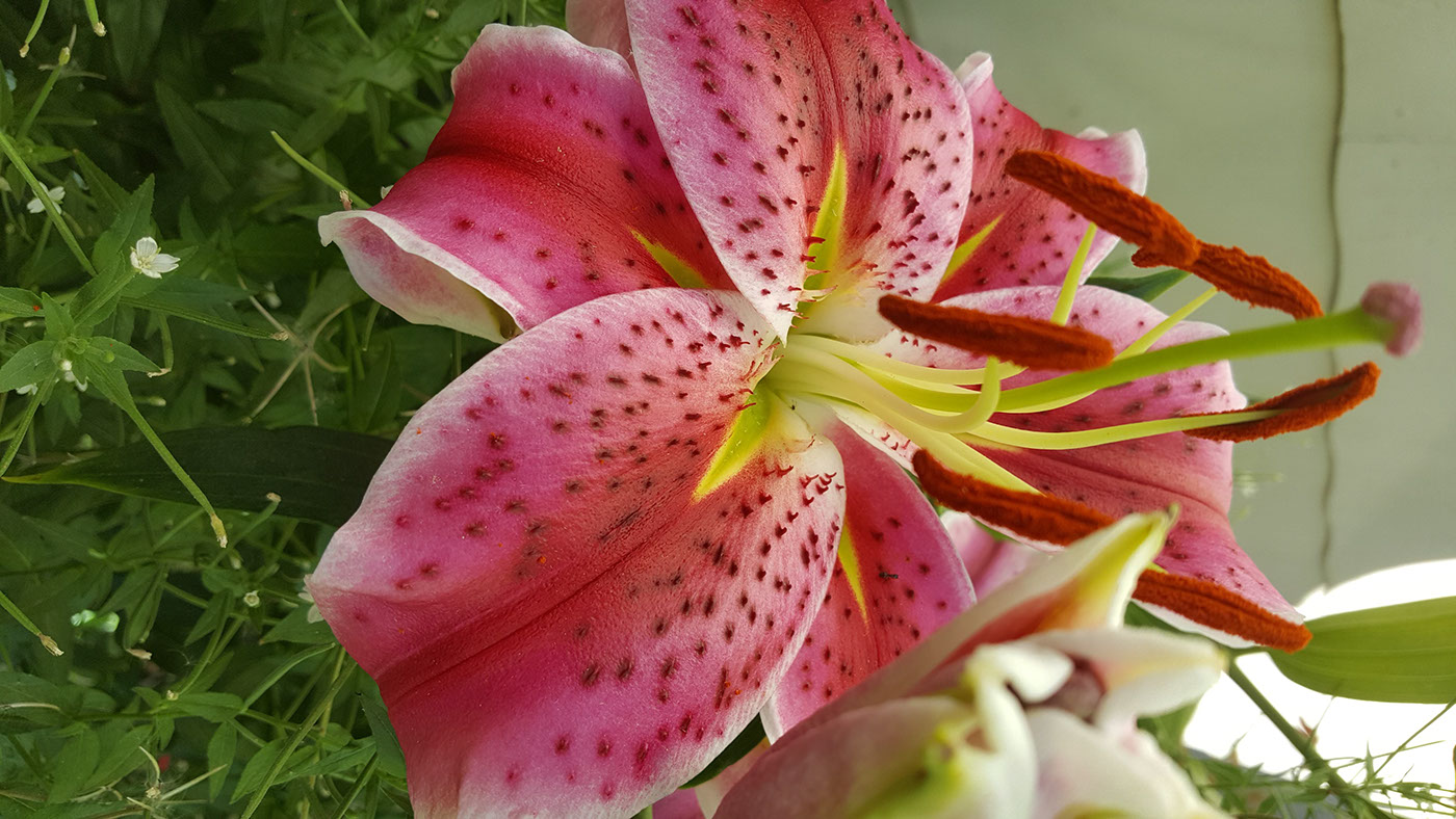 #stargazer #pink #beauty   #flower  