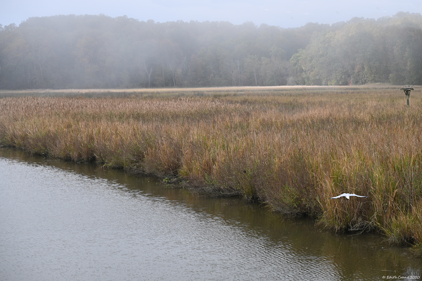 fog maryland nature photography autumn creek mist seagull Edith Crane