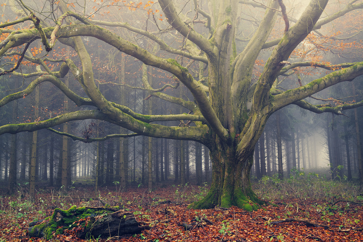 Ancient autumn Beech Beech Tree  fog Grove Landscape mist Nature Treescape