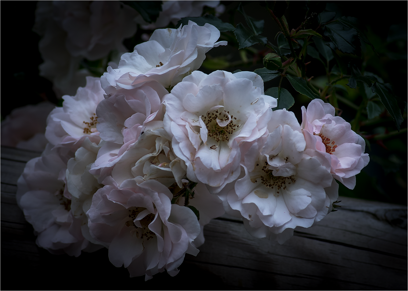 rose fiori
