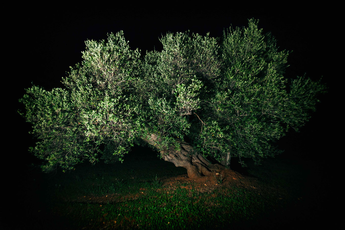 apulia olive trees ostuni brindisi salento trees night night tree Nature