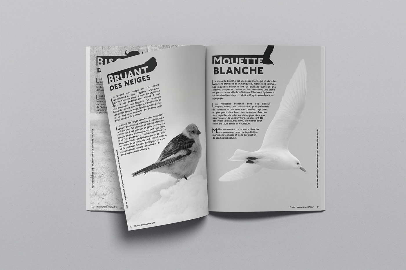 animals Layout brochure magazine graphic design  print museum typography   visual identity zoo