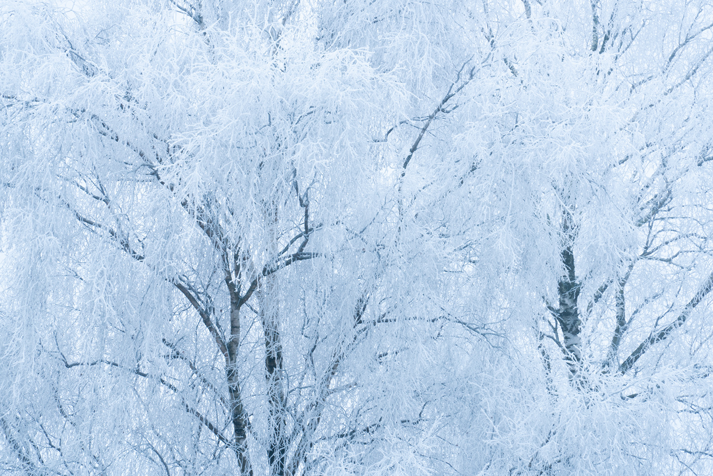 frost frozen hilversum The Netherlands winter Winter Wonderland