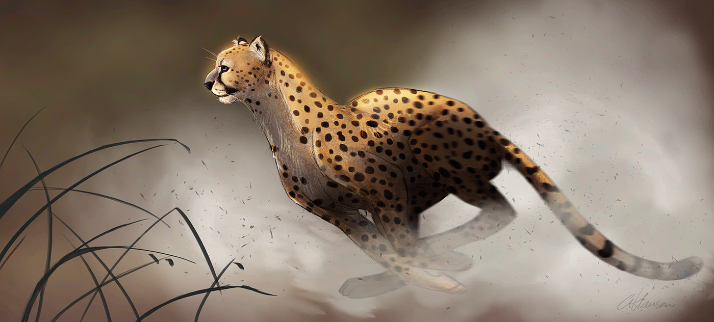 BigCats Cat cheetah Nature wildlife
