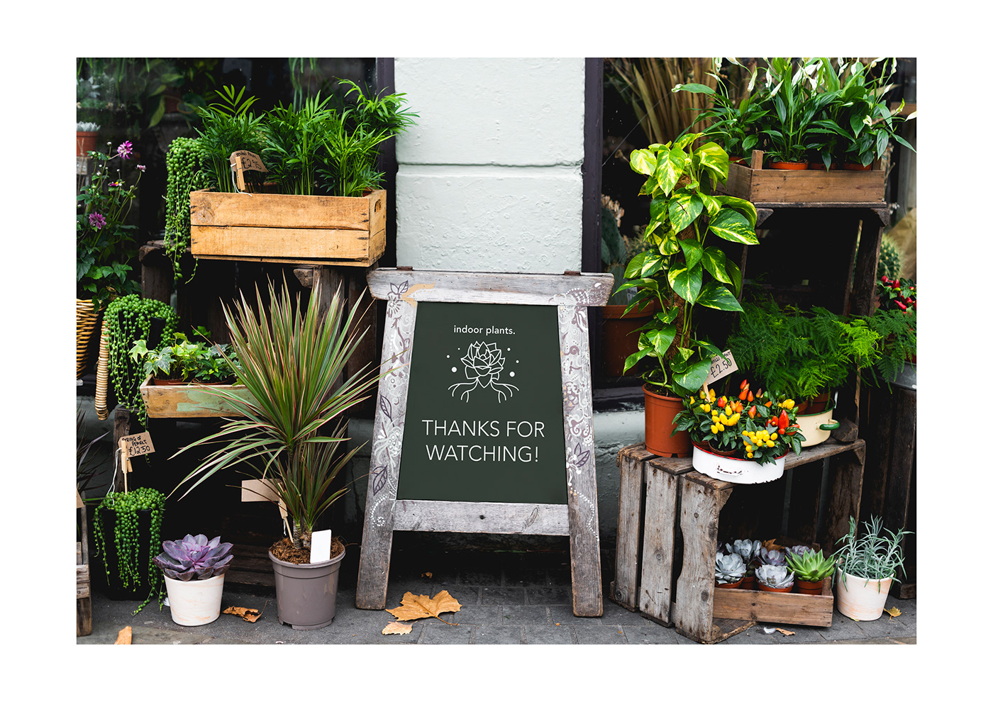 branding  concept Green Store identic identity indoor plants logo plant store Succulents